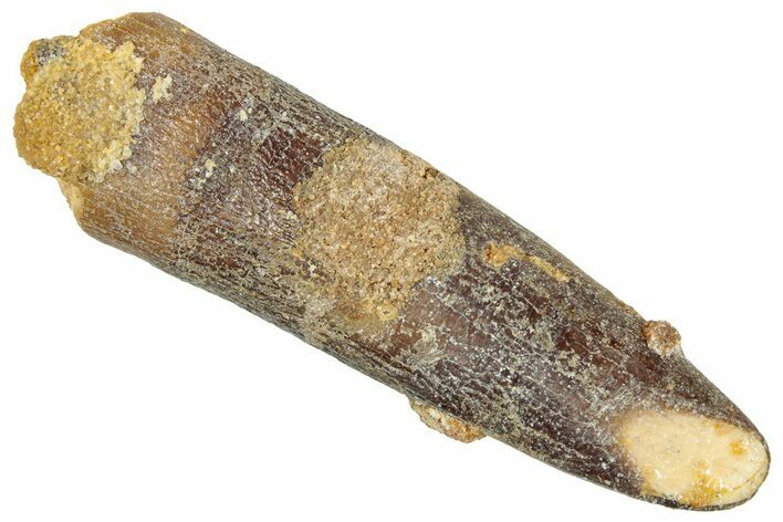 Fossil Sauropod Dinosaur (Titanosaur) Tooth - Morocco #267299